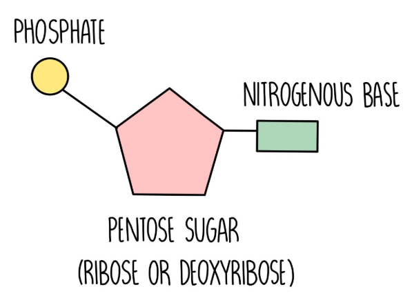 <p>phosphate + deoxyribose + base (A,T,C,G)</p>