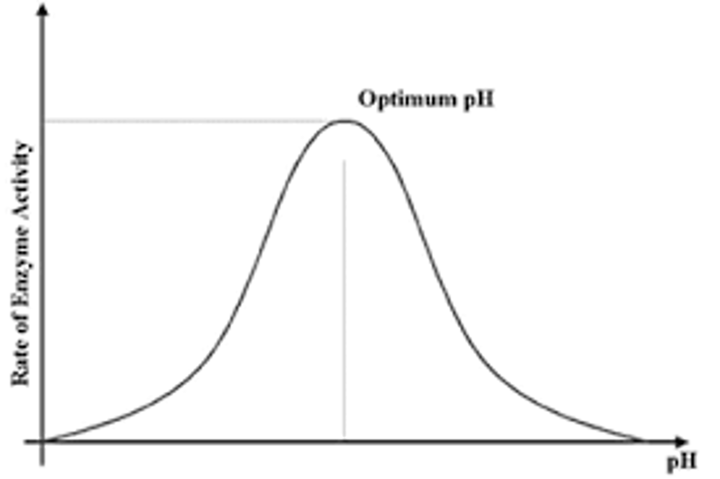 <p>increases, peaks, and the, decreases</p>
