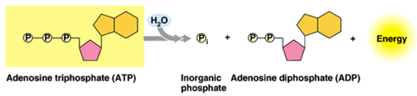 <p>When ATP is converted to ADP and phosphate</p>