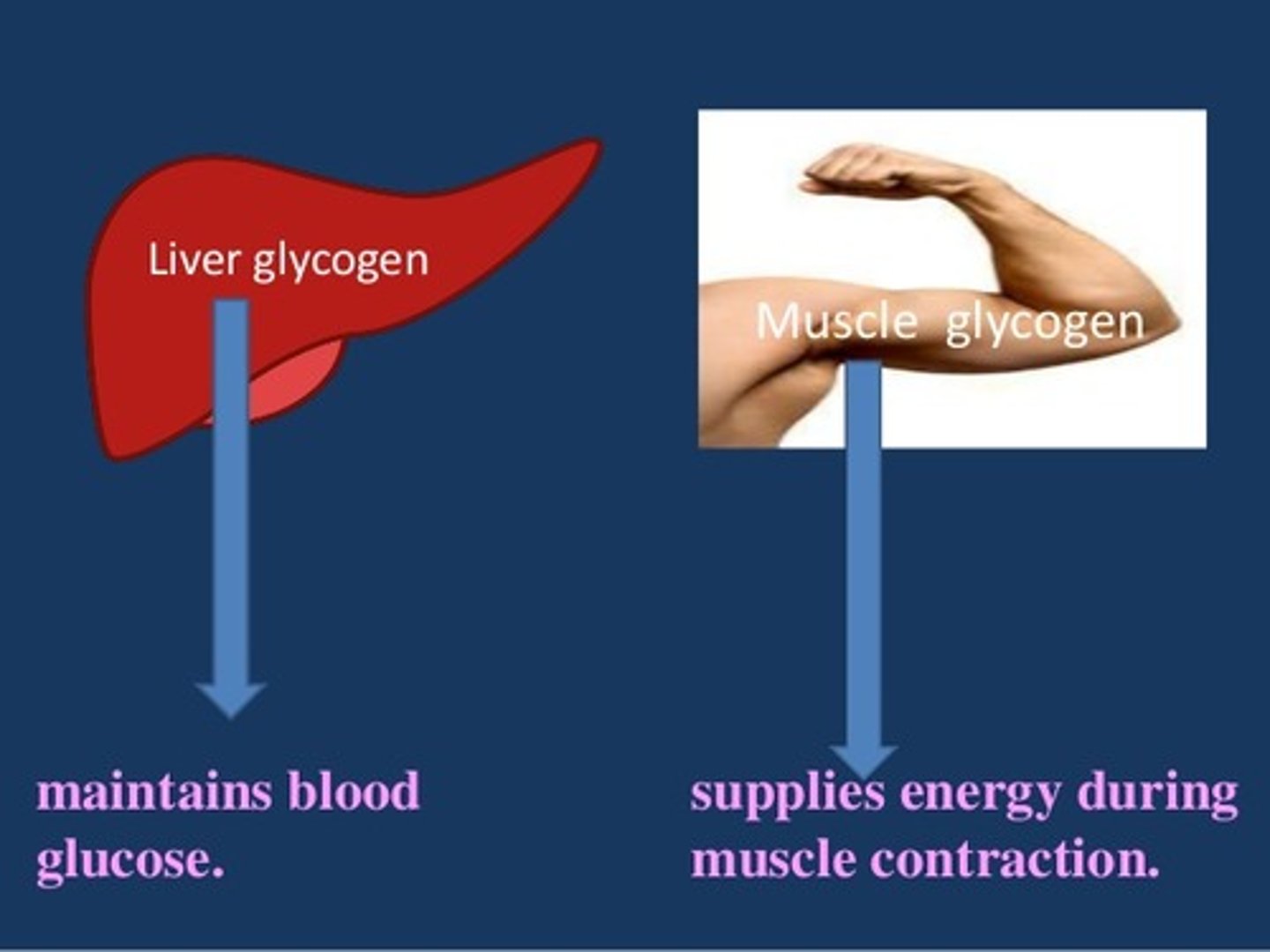 <p>False. Glucose can be stored as glycogen in the skeletal muscle but not adipose tissue.</p>