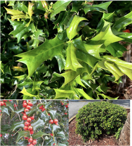 knowt flashcard image