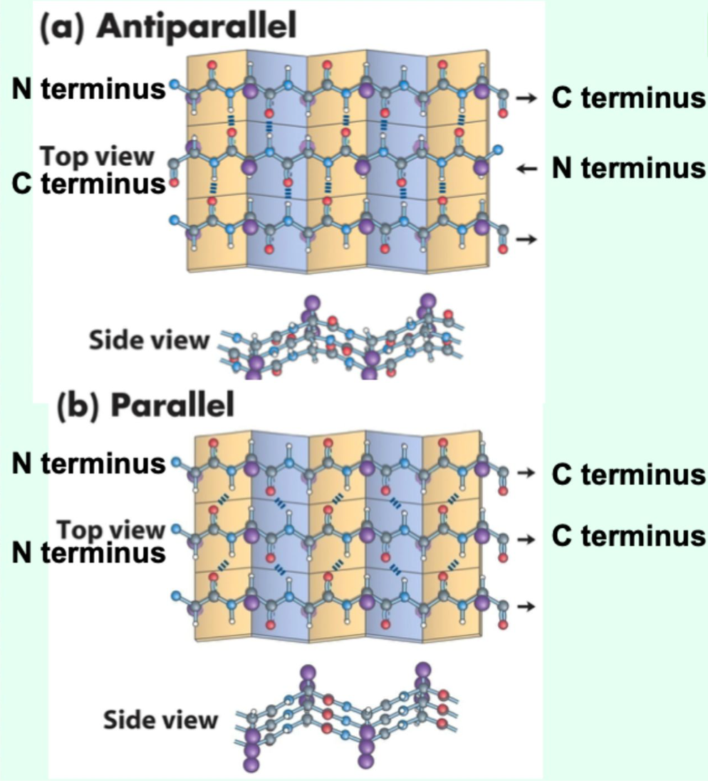<p>Antiparallel, parallel, or mixed.</p>