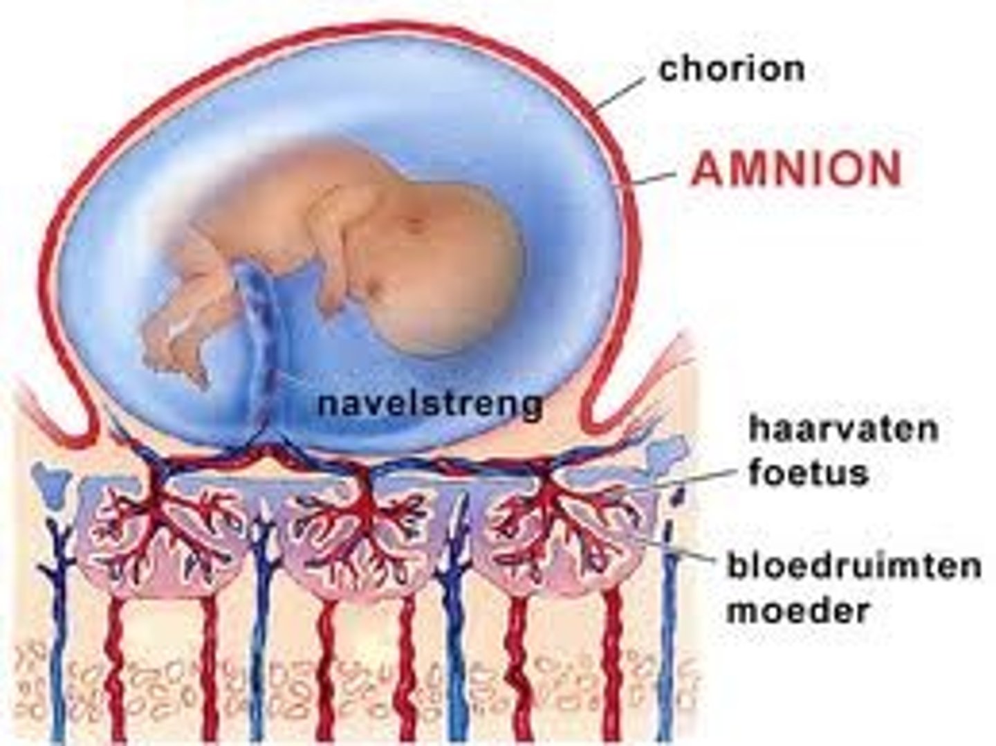 <p>innermost membrane of placental sac, encloses embryo/fetus</p>