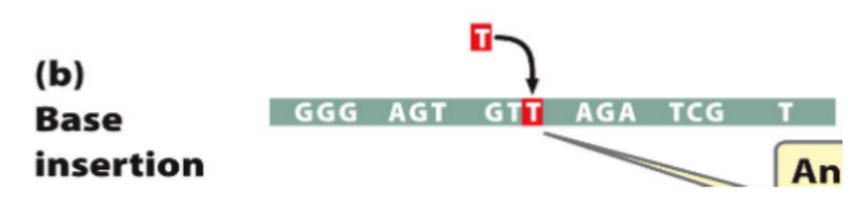 <ul><li><p><span style="font-family: &quot;Helvetica Neue&quot;, sans-serif">Base is inserted and entire frame shifts, altering every codon after the insertion</span></p></li></ul><p></p>