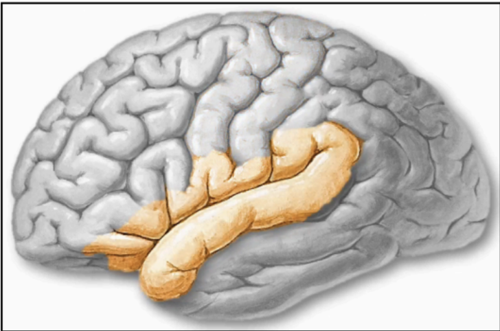 <p>LATERAL FISSURE (OR SYLVIAN FISSURE)</p>