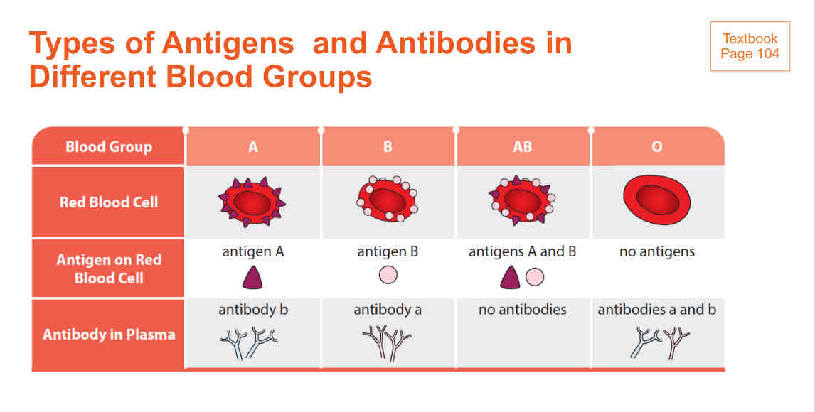 <p>certain types of antibodies react with certain types of antigens. this can cause blood agglutination which is fatal</p>