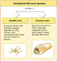 <p>satellite cells and Schwann cells</p>