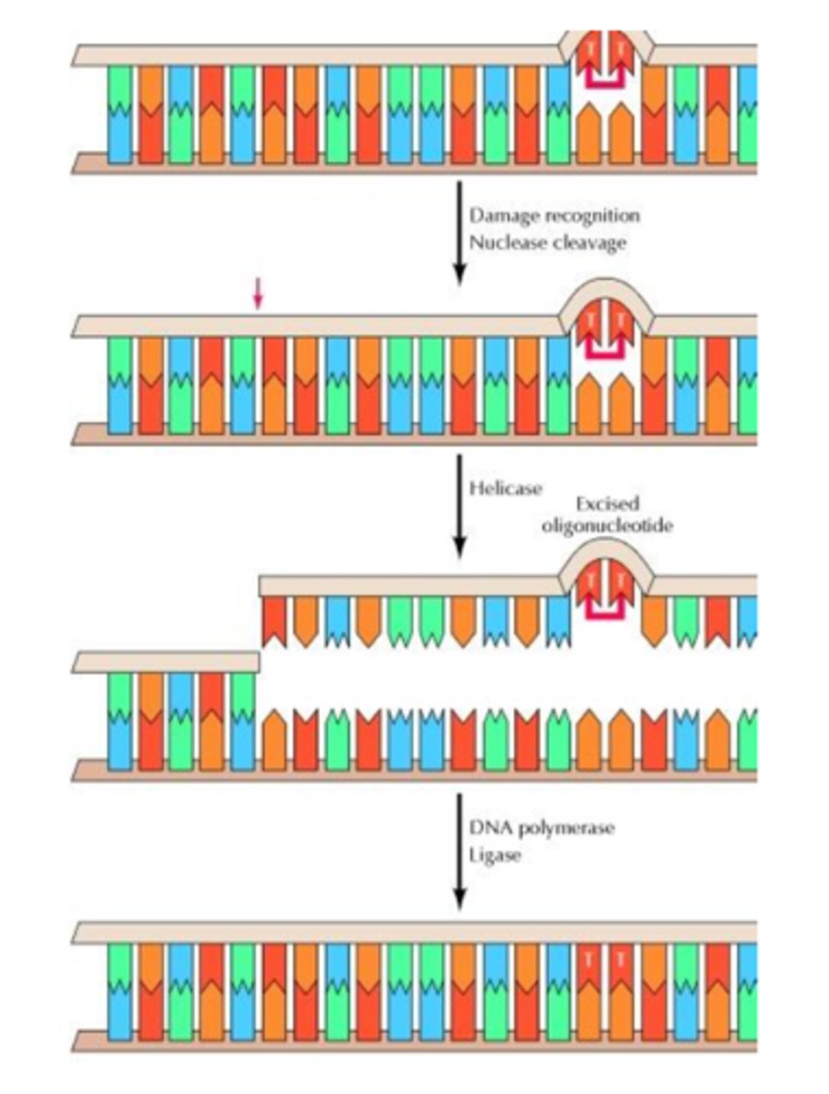<p>What is the specific function of the *helicase* in the NER pathway?</p>