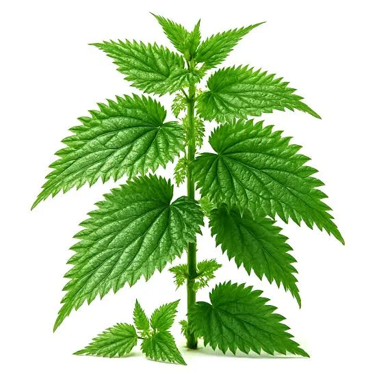 <p>Stinging nettle</p>
