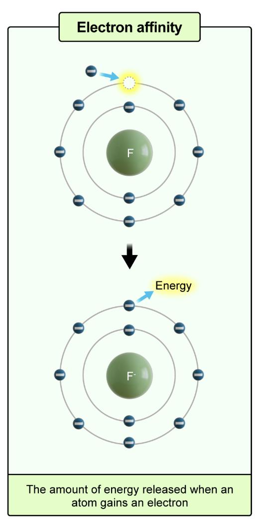 <p>the amount of energy released when an atom <strong>gains</strong> an electron</p><p></p><p>increases moving <em>up </em>and to the <em>right </em>on the periodic table</p>