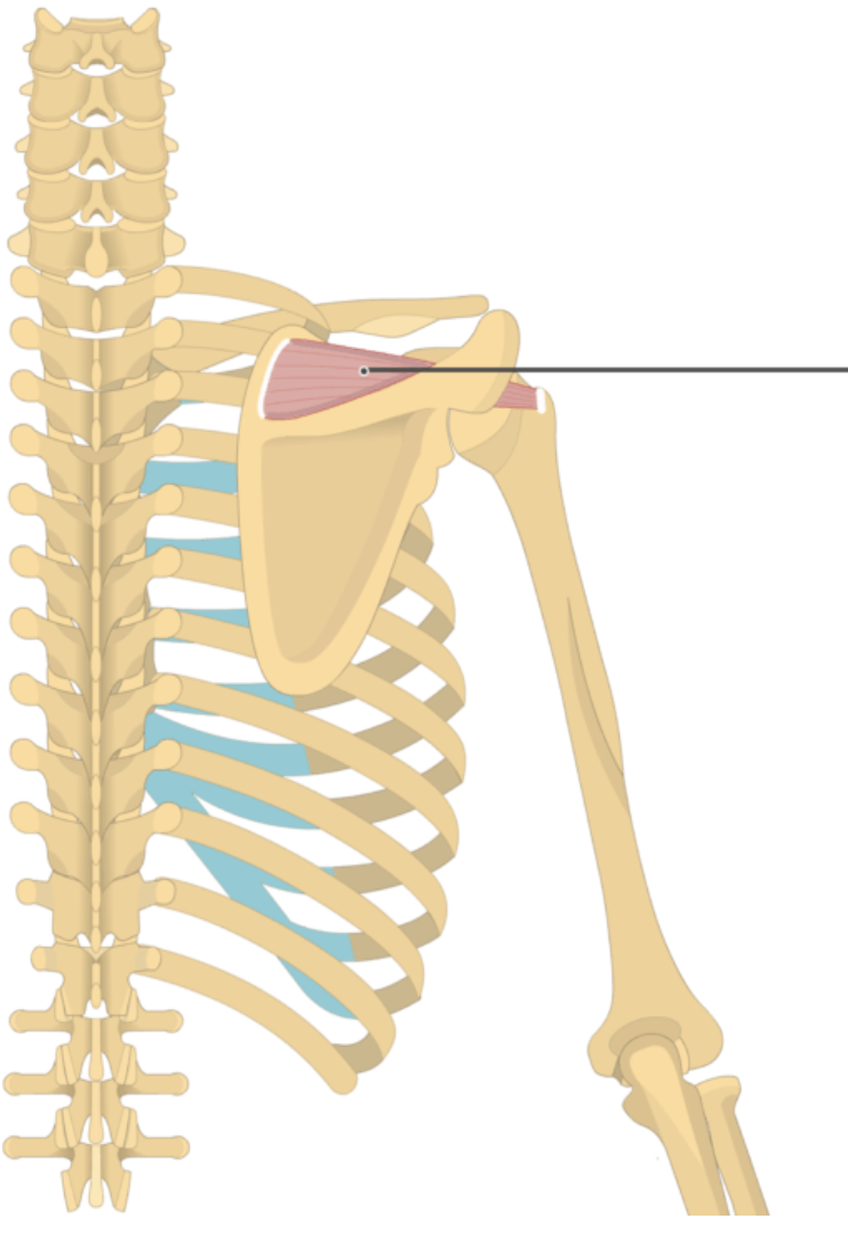 <p></p><p>origin: supraspinous fossa</p><p>insertion: greater tubercle of humerus</p>