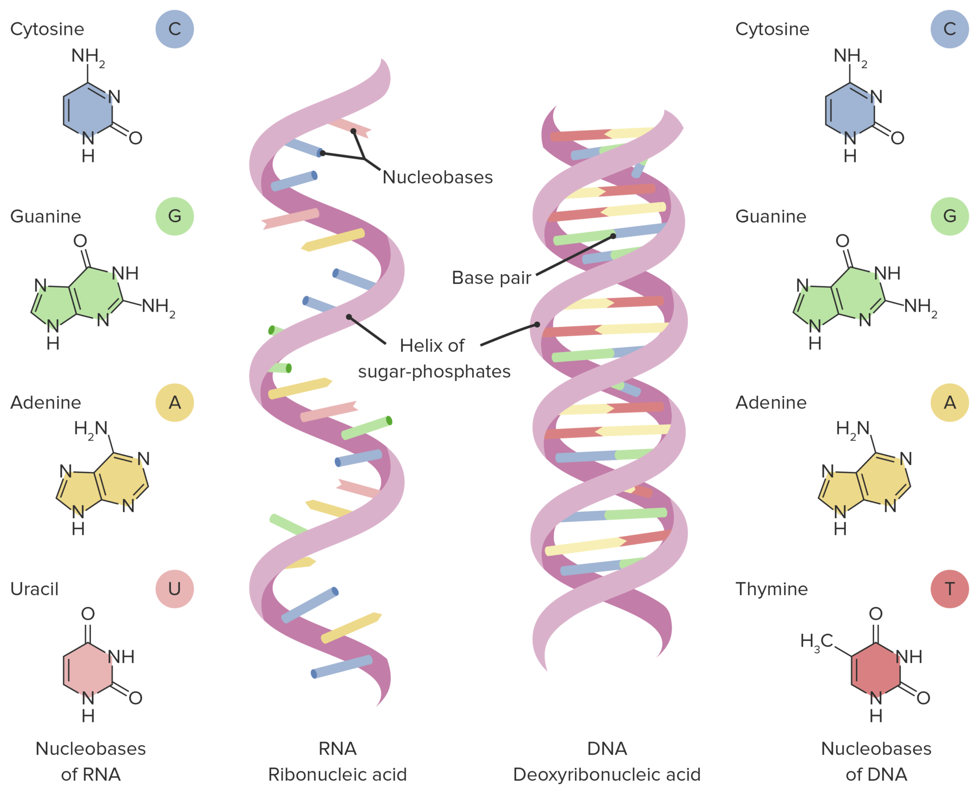 <ul><li><p><mark data-color="green" style="background-color: green; color: inherit">Sugar in RNA</mark> is <mark data-color="green" style="background-color: green; color: inherit">ribose</mark>, whereas <mark data-color="green" style="background-color: green; color: inherit">sugar in DNA</mark> is <mark data-color="green" style="background-color: green; color: inherit">deoxyribose.</mark></p></li><li><p><mark data-color="green" style="background-color: green; color: inherit">RNA</mark> consists of <mark data-color="green" style="background-color: green; color: inherit">a single strand</mark> of <mark data-color="green" style="background-color: green; color: inherit">nucleotide</mark>, while <mark data-color="green" style="background-color: green; color: inherit">DNA is double-stranded.</mark></p></li><li><p><mark data-color="green" style="background-color: green; color: inherit">Nitrogenous bases</mark> of <mark data-color="green" style="background-color: green; color: inherit">DNA</mark> are <mark data-color="green" style="background-color: green; color: inherit">adenine</mark>, <mark data-color="green" style="background-color: green; color: inherit">thymine</mark>, <mark data-color="green" style="background-color: green; color: inherit">cytosine</mark>, and <mark data-color="green" style="background-color: green; color: inherit">guanine</mark>, while <mark data-color="green" style="background-color: green; color: inherit">RNA contains</mark> <mark data-color="green" style="background-color: green; color: inherit">adenine</mark>, <mark data-color="green" style="background-color: green; color: inherit">uracil</mark>, <mark data-color="green" style="background-color: green; color: inherit">cytosine</mark>, and <mark data-color="green" style="background-color: green; color: inherit">guanine</mark>.</p></li></ul><p></p>