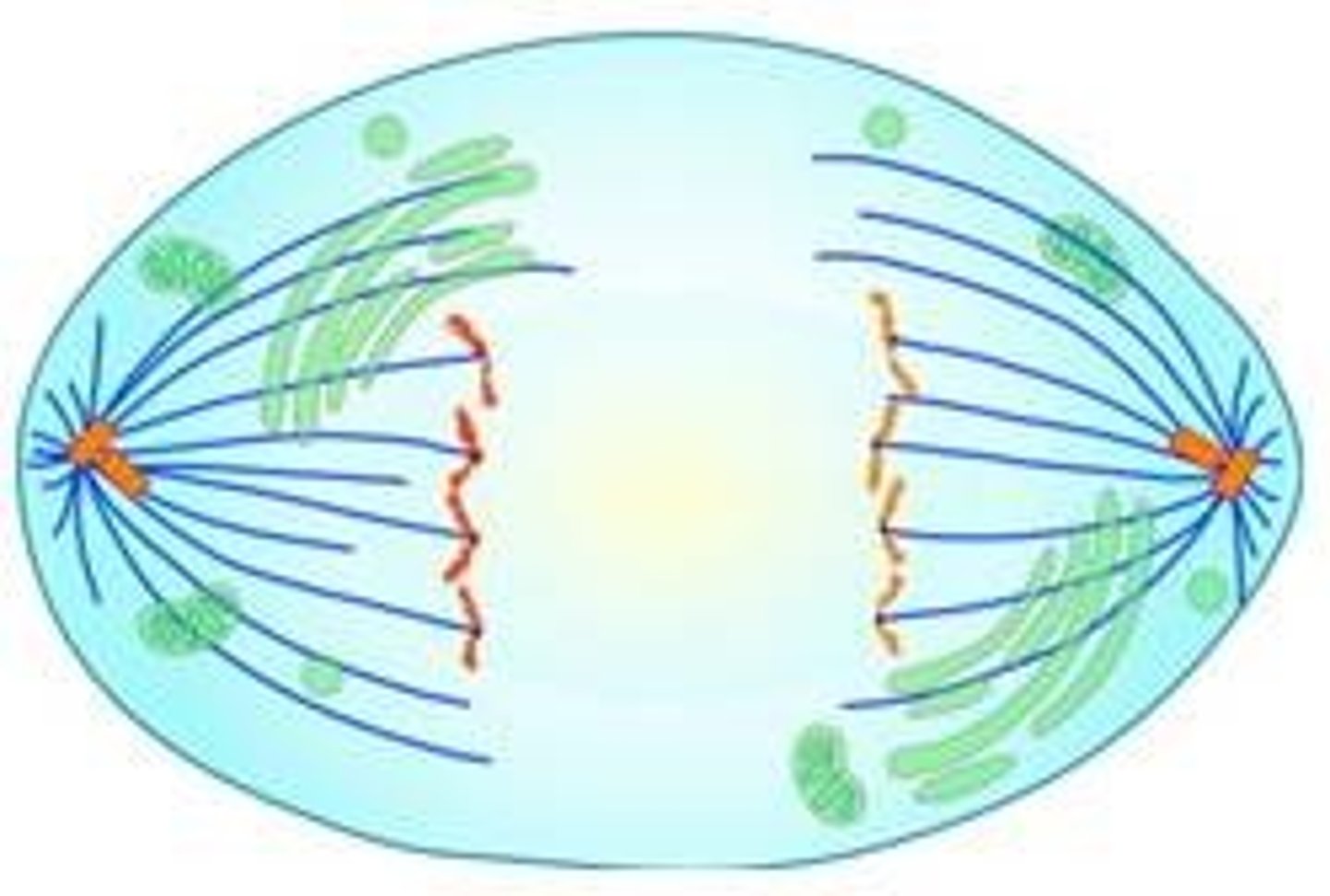 <p>the spindle fibers split apart the sister chromatids and move them to opposite ends of the cell, equally dividing the genetic material.apart = anaphase</p>
