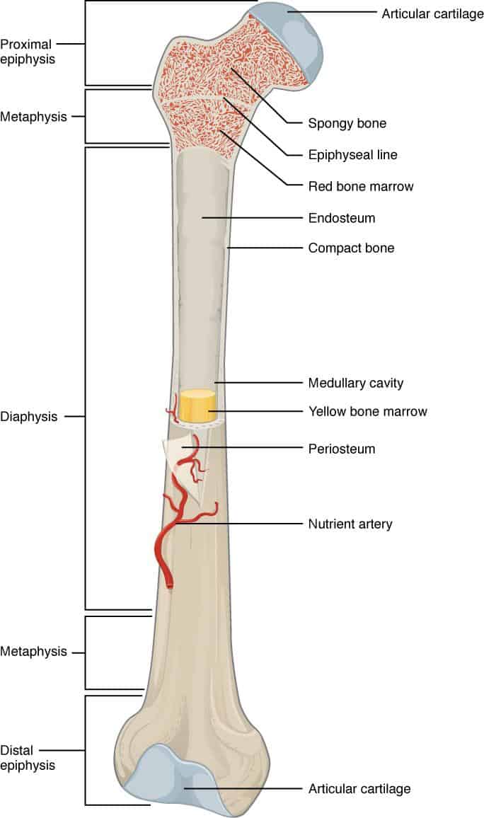 <p><span style="color: rgb(43, 49, 80)">Which of the following describes the distal region of the humerus?</span></p>