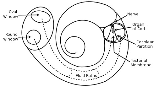 Oval window, cochlea (endolymph mores hair cells), vestibulocochlear nerve