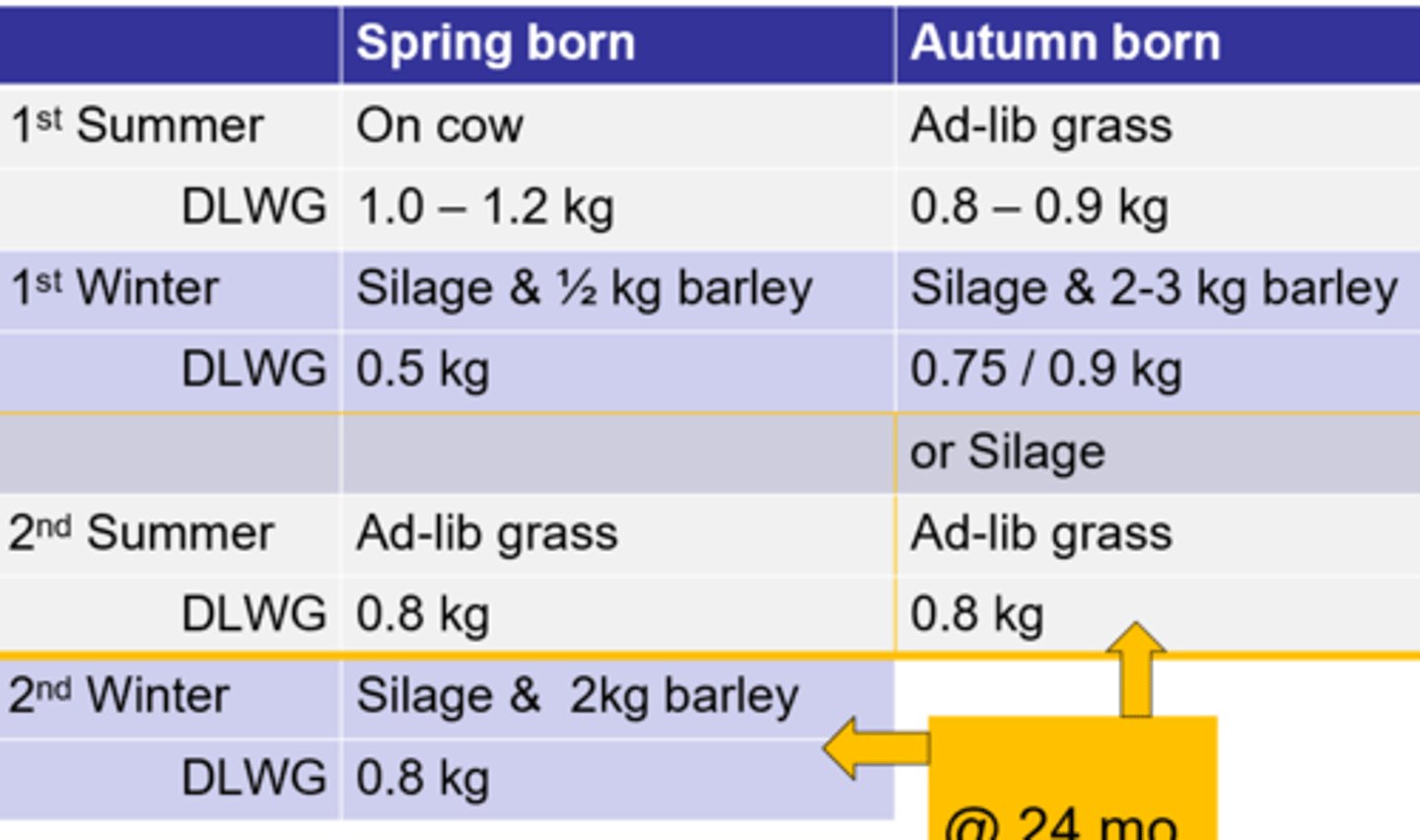 <p>-Can be no concentrate</p><p>-Mostly fed forage</p><p>-Can cull @ 18, 24 or 30 m/o based on market</p>