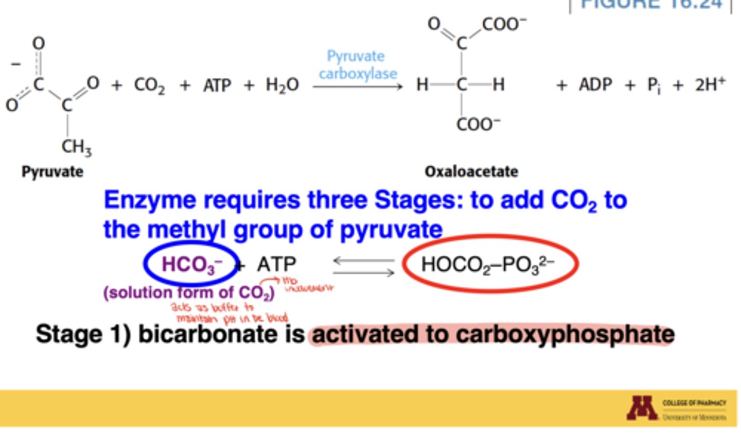 <p>Bicarbonate is activated to carboxyphosphate</p>