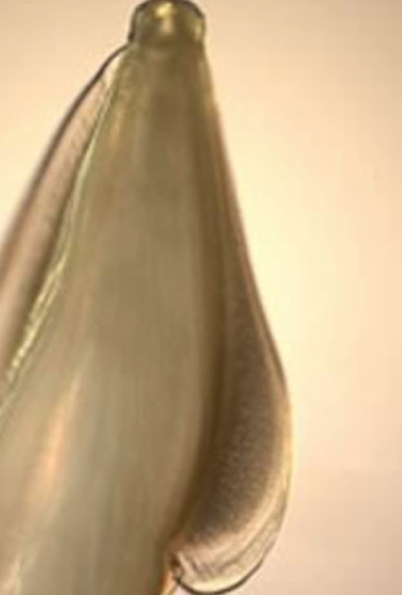 <p>What roundworm is this in scientific name?</p>