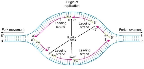 * Structure formed by the separation of two DNA strands by the helicase enzymes
* Specialized proteins bind to the origin site, and open up the DNA
* Replication forks are formed and continue to move in opposite directions as replication proceeds.