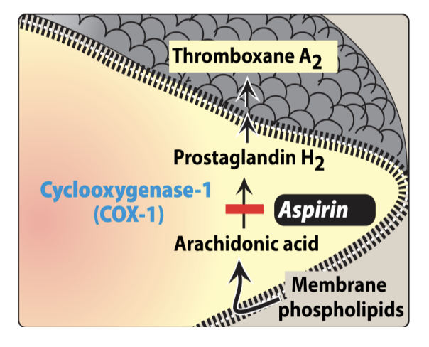 <p>Inhibit TxA₂ Biosynthesis</p><ul><li><p>Platelet activation → phospholipase activation → releases <strong>arachidonic acid (AA)</strong></p></li><li><p><strong>COX-1</strong> converts AA → <strong>PGH₂</strong>, → <strong>TxA₂</strong></p></li><li><p><strong>TxA₂</strong> promotes more platelet activation</p></li><li><p><strong>COX-1 inhibitors</strong> (e.g. Aspirin) → inhibit TxA₂ → stop activation</p></li><li><p>COX-1 = constitutive; COX-2 = inducible</p></li></ul><p></p>