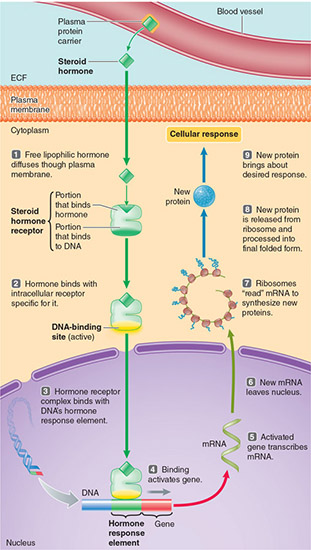 <p><span style="color: blue"><strong>intracellular</strong></span></p><p>( crosses membrane → binds DIRECTLY to DNA <strong>IN THE NUCLEUS </strong>)</p>