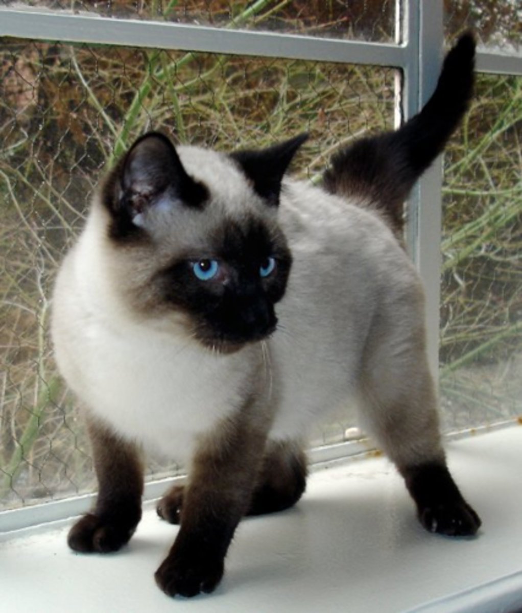 <p>- pointed breed: darker pigments on ears, feet, legs, and face; coloring is due to skin temperature of the hair follicle, if shaved, the fur grows in as "seal" color, if bandaged the color will lighten, will be lighter in warmer climates</p><p>- squinting eyes and kinked tail = breed fault = bred out of them</p><p>- can be seal, blue, chocolate, and lilac</p><p>- foreign body type</p>
