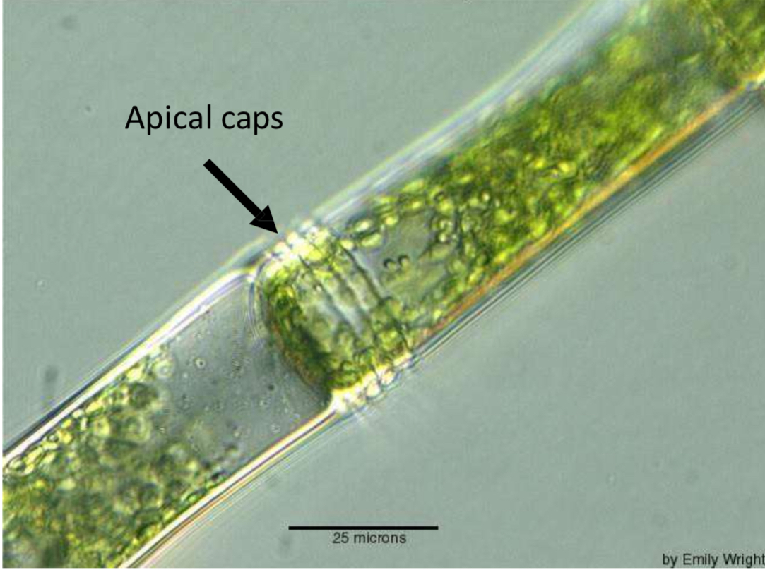<p>Apical caps (at the cell apex) </p>