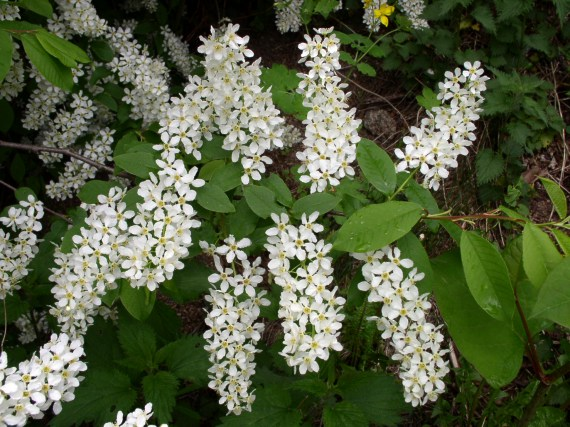 <p>střemcha obecná </p>