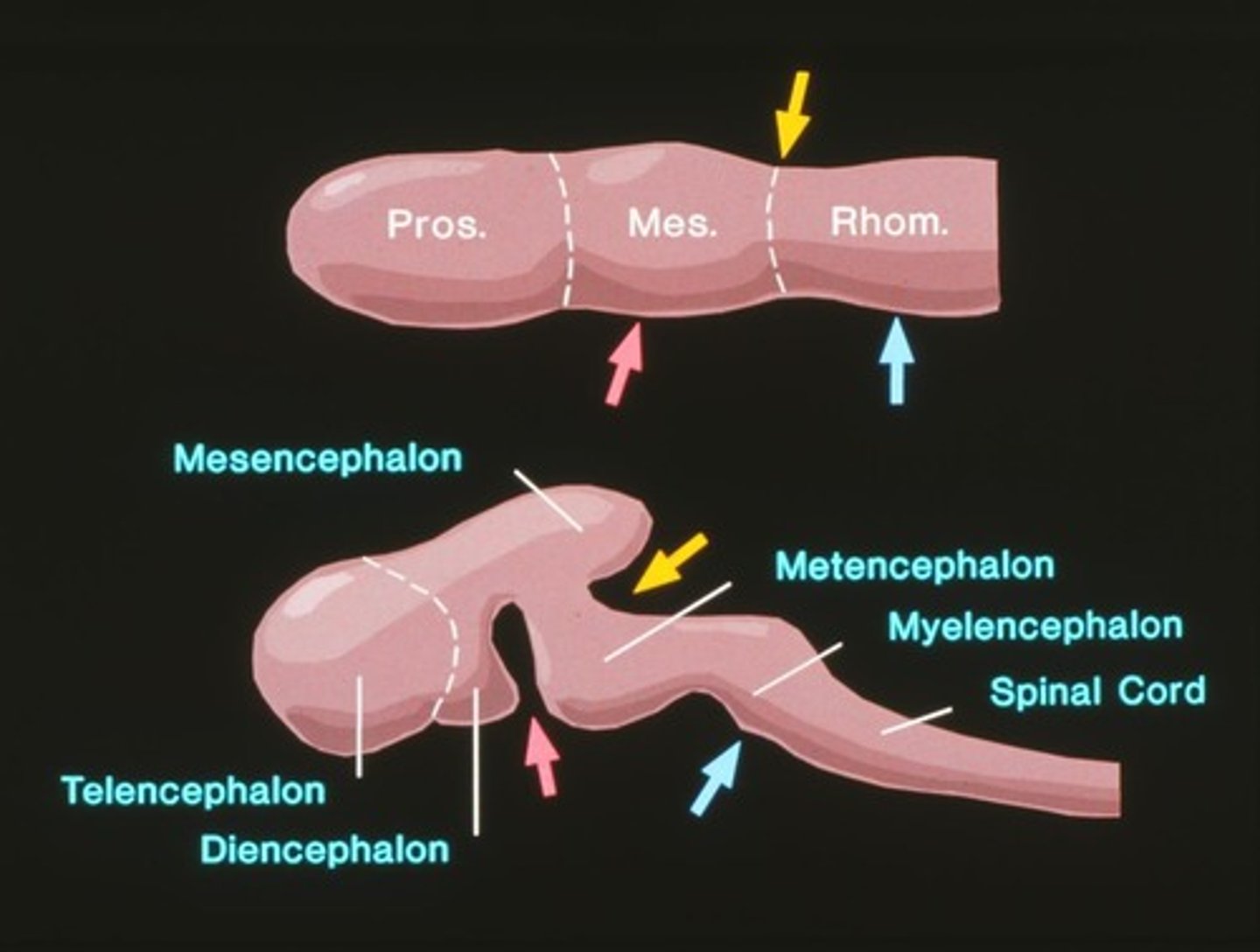 <p>Prosencephalon, Mesencephalon, and Rhombencephalon.</p>