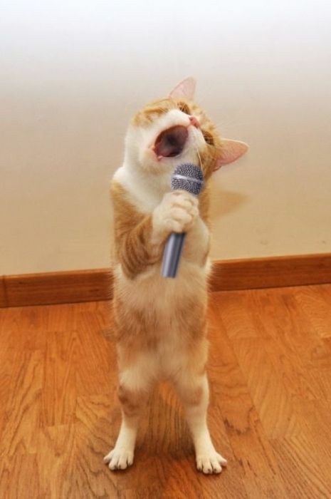 <p>Singing: tu</p>