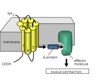 <p>Ach binds to transmembrane domains -> conformational change -> activates G protein -> activates effector molecule for muscle contraction.</p>