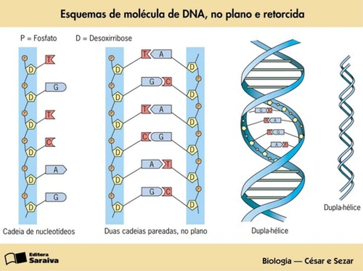 <p>d) duas cadeias de nucleótidos unidas por pontes de hidrogénio.</p>