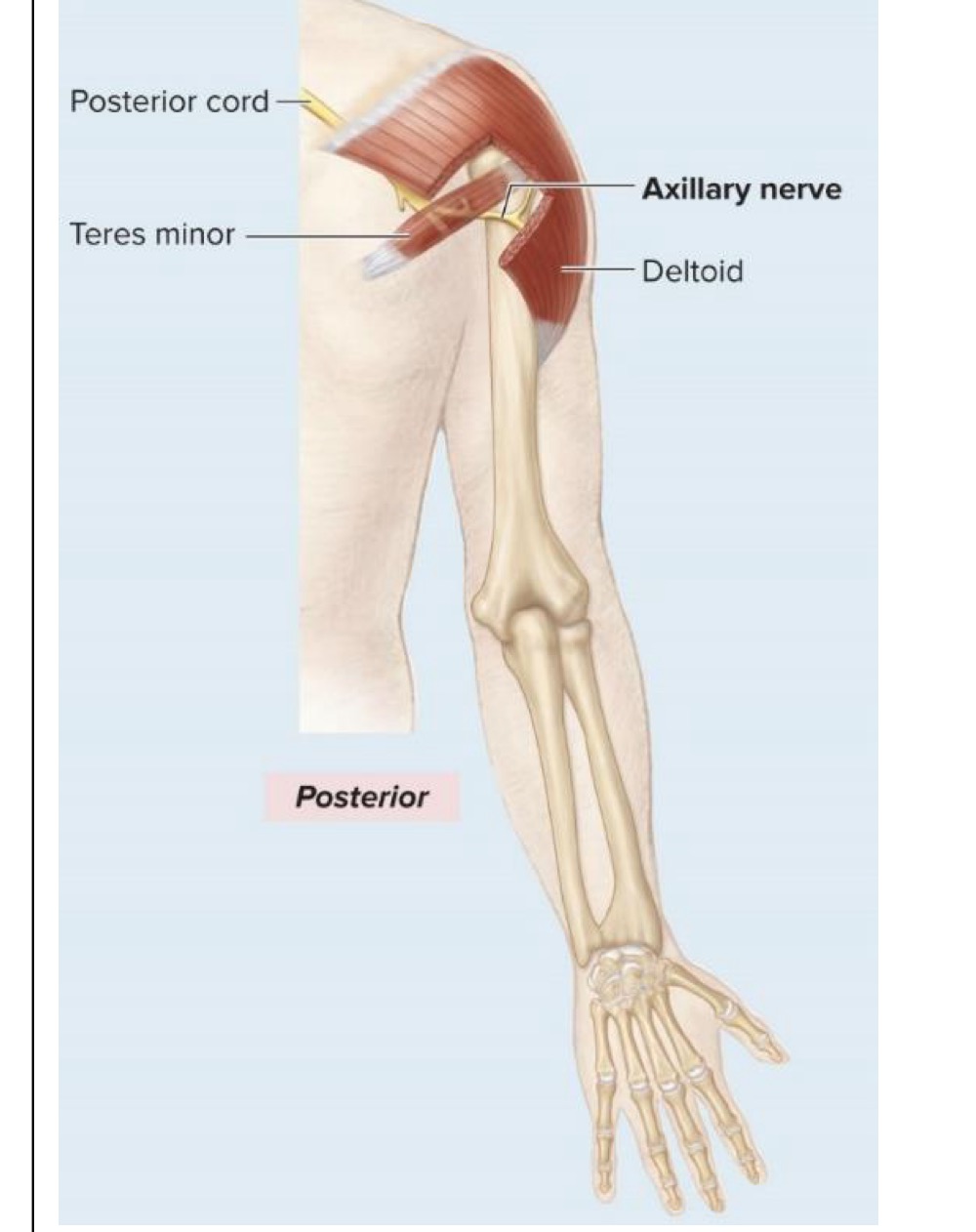 <p>Motor innervation of axillary nerve</p>