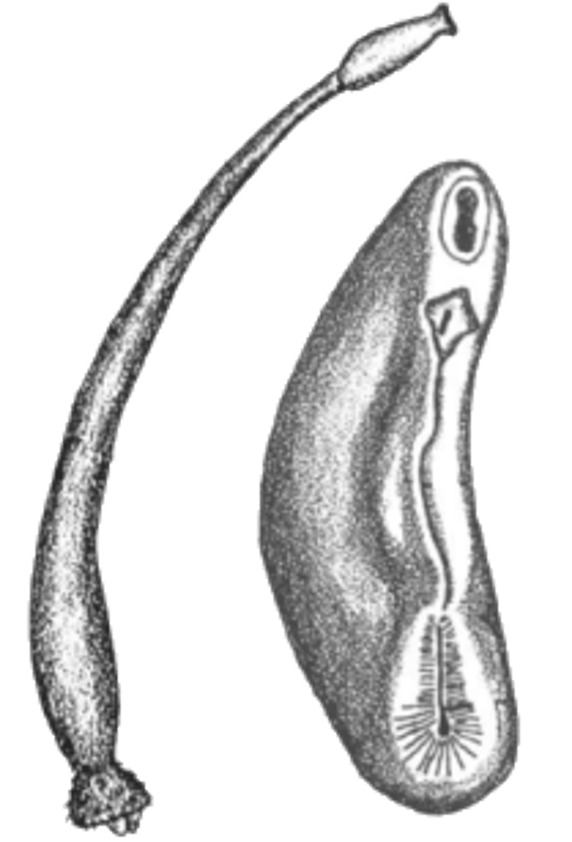 <p>m.c.: worm like and shell-less</p><p>- calcareous scales/ spicules in integument</p><p>- reduced head and no nephridia</p>