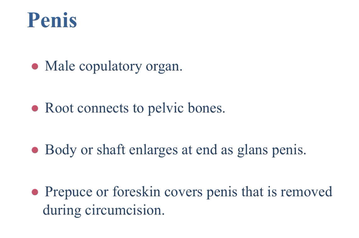 <p>The glans penis</p>
