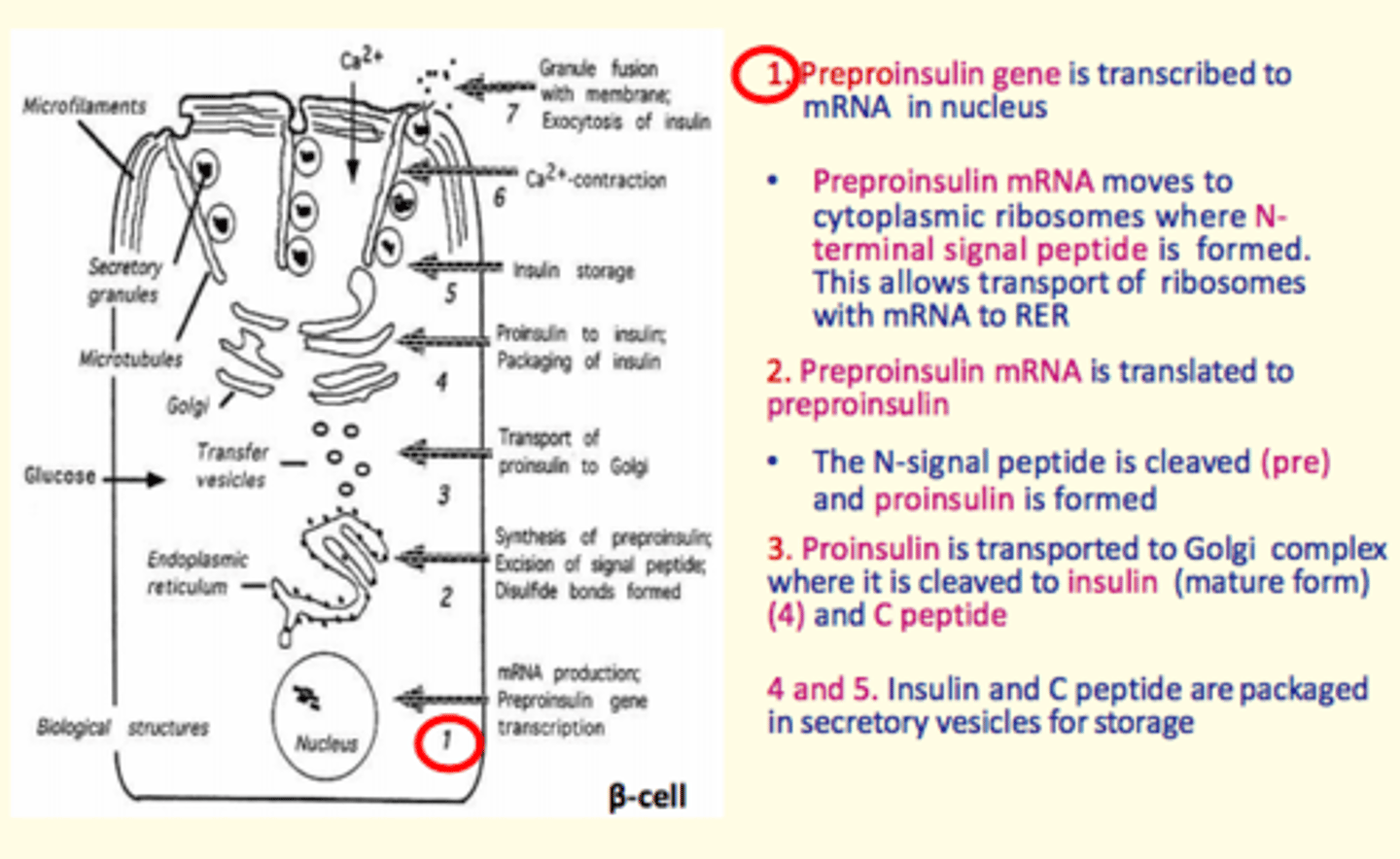 <p>1) Preproinsulin gene transcribed to m-RNA in nucleus. </p><p>2) Preproinsulin m-RNA moves to cytoplasmic ribosomes where N-terminal peptide is formed. N-terminal peptide allows transport of ribosomes with m-RNA to RER</p><p>3) Preproinsulin m-RNA translated to preproinsulin </p><p>4) N-signal peptide is cleaved forming = proinsulin</p><p>5) Proinsulin transported to the Golgi where it is cleaved into insulin and C peptide</p><p>6) Insulin and C-peptide are packaged into secretory vesicles for storage </p>