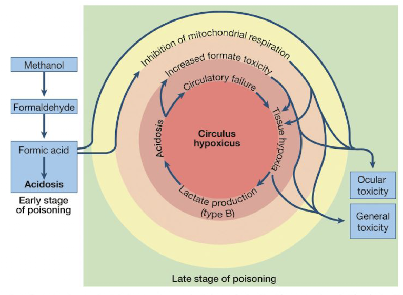<p>Self-perpetuating cycle of acidosis &amp; lack of O<sub>2</sub> in tissues → <strong>blindness and brain infarcts</strong></p><p></p><p>Severe lactic acidosis → decrease cardiac contractility → decrease responsiveness of vasculature to vasopressors (EPI, NE)</p>