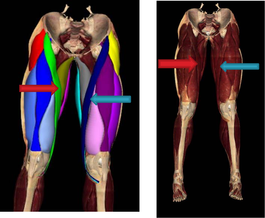 <p><mark data-color="red">longest muscle in the body; “tailor’s muscle”; crosses two joints (hip &amp; knee)</mark></p><p><strong>origin: </strong>asis of ilium</p><p><strong>insertion:</strong> superior part of medial surface of tibia </p><p><strong>innervation:</strong> femoral n. L2-L3</p><p><strong>action:</strong> -flex, abduct, and laterally rotate thigh at hip joints</p><p>-flex leg at knee joint</p>