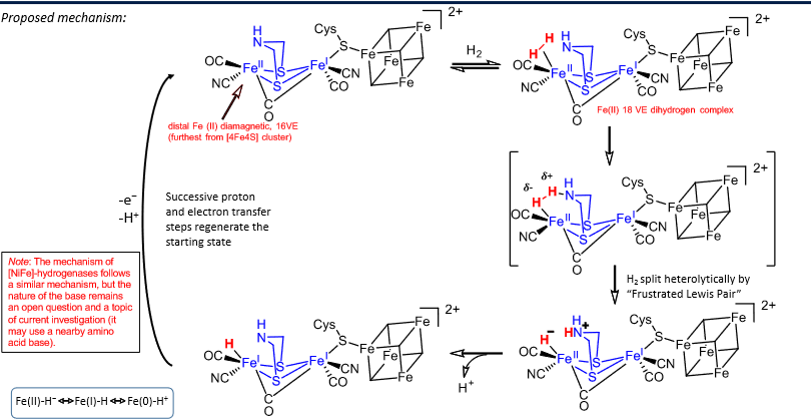 <p>H<sub>2</sub> binds to distal Fe(II) which goes from 16 VE to 18 VE.</p><p>H<sub>2</sub> split heterolytically by frustrated lewis pair mechanism - nitrogen on sulphur bridges acts as a lewis base whilst the iron acts as a lewis acid, causing the H-H bond to polarise until it breaks.</p><p>H<sup>+</sup> lost from the nitrogen.</p><p>H<sup>+</sup> and e<sup>-</sup> lost from iron, completing the cycle.</p>