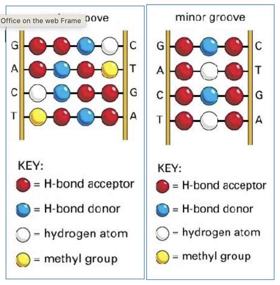<p><strong>The Major Groove</strong> is the primary site for sequence specific protein binding as it offers a more expansive and chemically diverse surface for sequence-specific recognition. Proteins such as helix-turn-helix (HTH) proteins and zinc finger proteins (ZNFs) may bind here.<br>Each base pair acts as a recognition code of functional groups. Proteins can distinguish all four base pairs because of the way the hydrogen bond - donor/acceptor - hydrogen atom and methyl group are attached to each other. <br><strong>The Minor Groove </strong>has much less chemical diversity. Mainly hydrogen acceptors, donors and hydrogen atoms. Fewer molecules to attach to mainly due to the fact of much less specific discrimination of A &amp; T and G &amp; C. Therefore the minor groove becomes a target for small molecules and protein that sense the shape of DNA and the flexibility. </p>