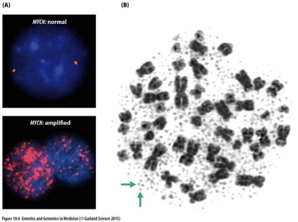 <p>A gene that, when amplified or mutated, plays a significant role in the development and progression of neuroblastoma, a childhood cancer arising from nerve tissues. </p>