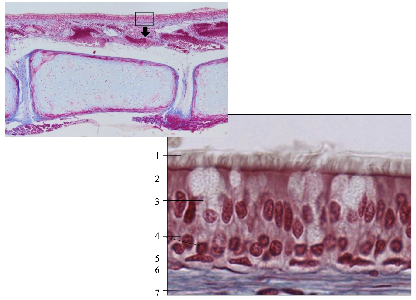 knowt flashcard image