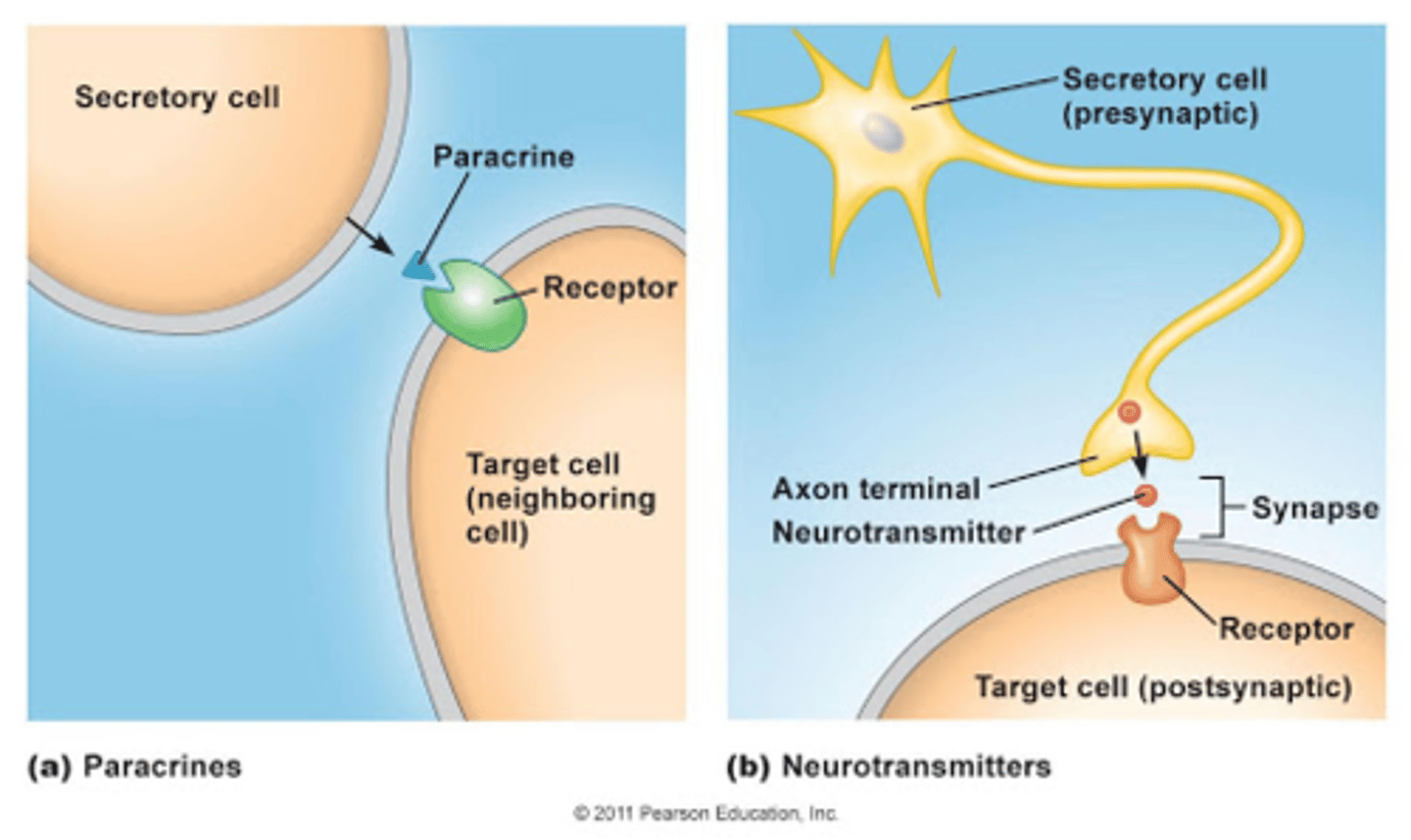 <p>-Ligand is released into ISF from neurons (from the axon terminals into the synapse cleft)</p><p>-ligand is released by axon terminal</p><p>-it can affect another neuron or other cell type;</p><p>.Presynaptic neuron, then to synapse, then, to postsynaptic neuron.</p><p>. Neuromuscular junction (this is and example of when motor neuron transmit a signal to the muscle fiber, causing muscle contraction. this is called neuromuscular junction)</p>