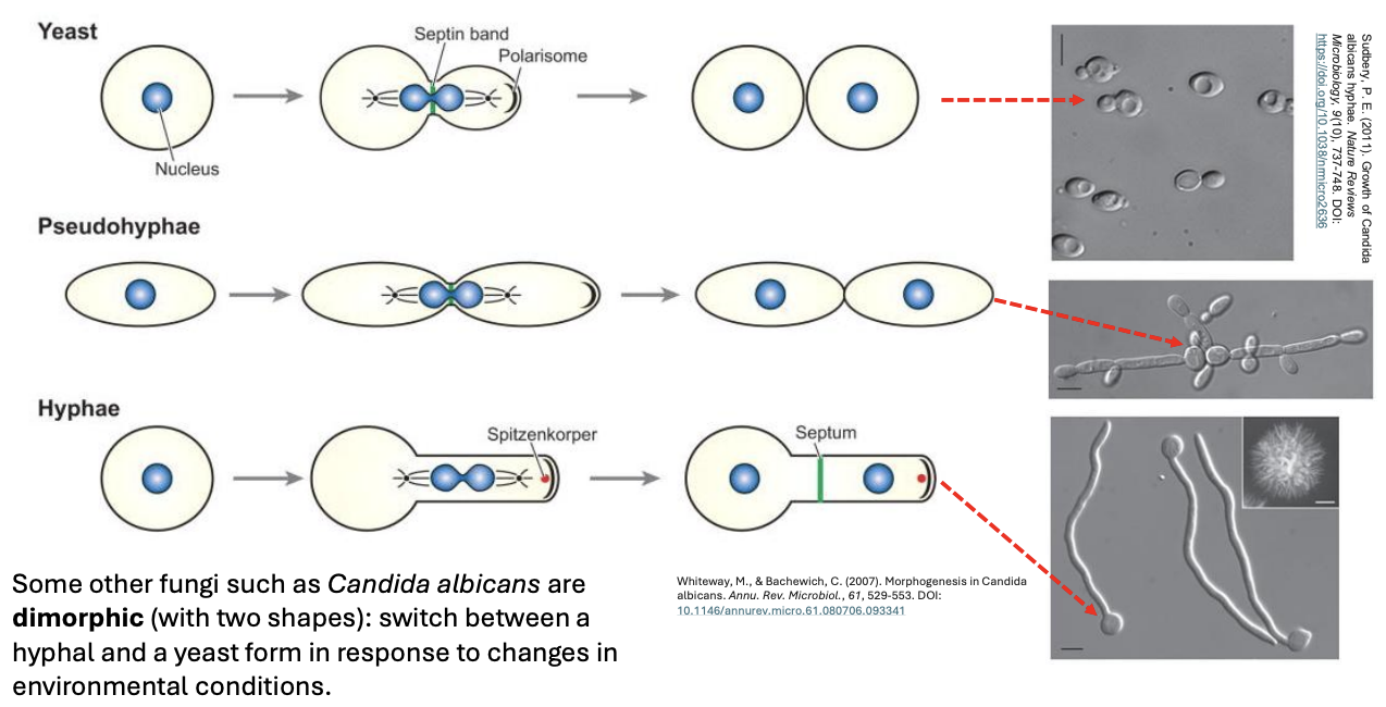 <p>How does a dimorphic yeast (e.g., <em>C. albicans</em>) become medically problematic?</p>