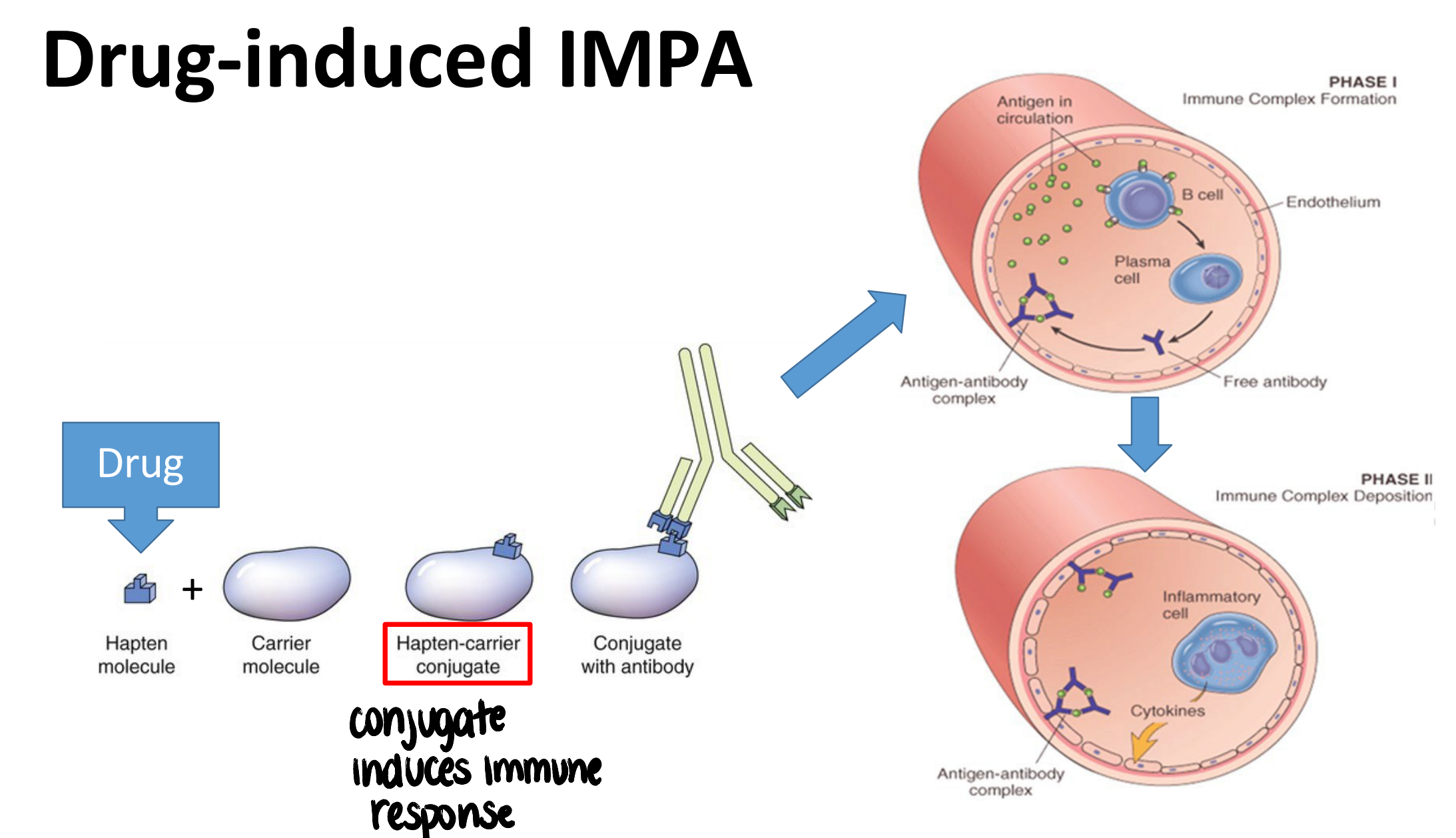 <p>hapten molecule (drug) + carrier molecule → conjugate induces immune response → antibodies against conjugate produced</p>