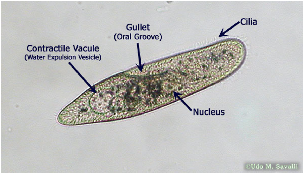 Paramecium 