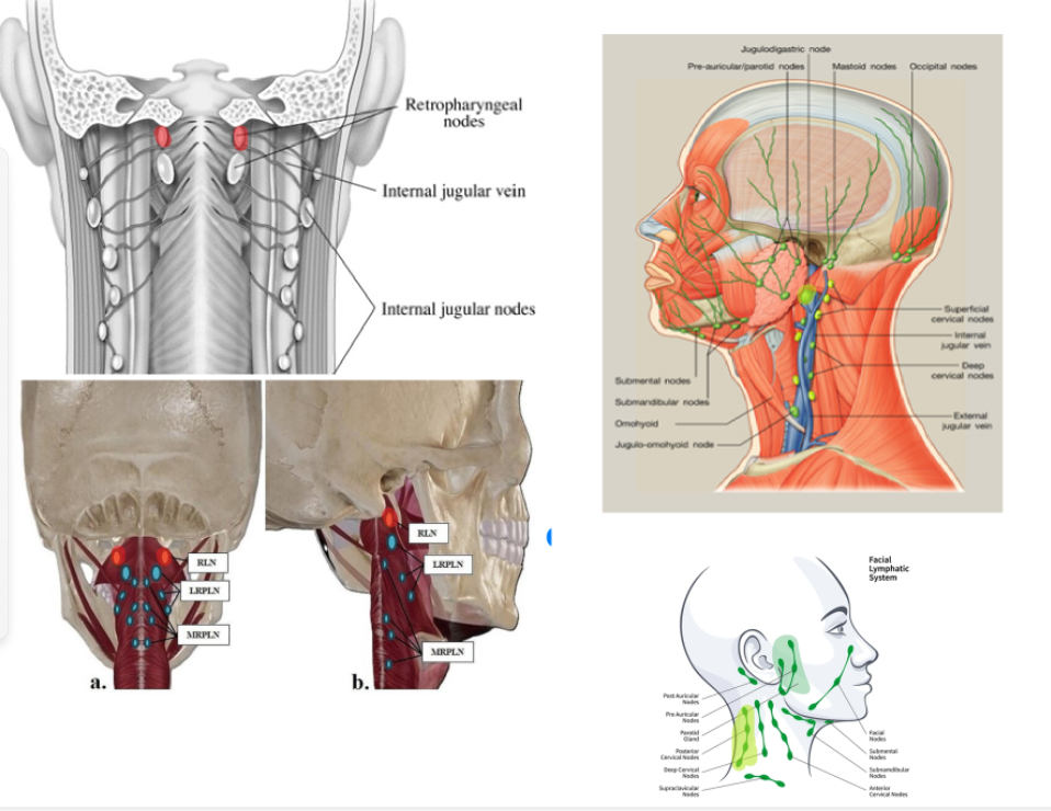 <ol><li><p>jugulodigastric</p></li><li><p>posterior cervical</p></li><li><p>lateral retropharyngeal aka Rouvier’s Node</p></li></ol><p></p>
