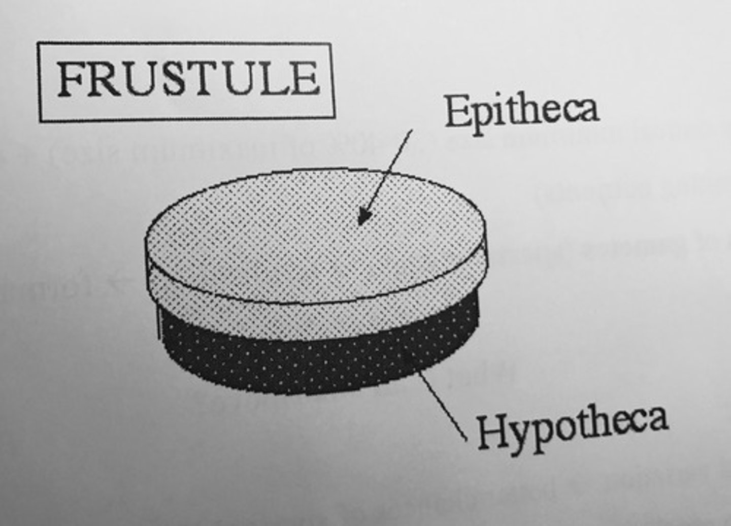 <p>small frustule or lid part of cell wall</p><p>-diatoms - smaller half of frustule cell wall</p>