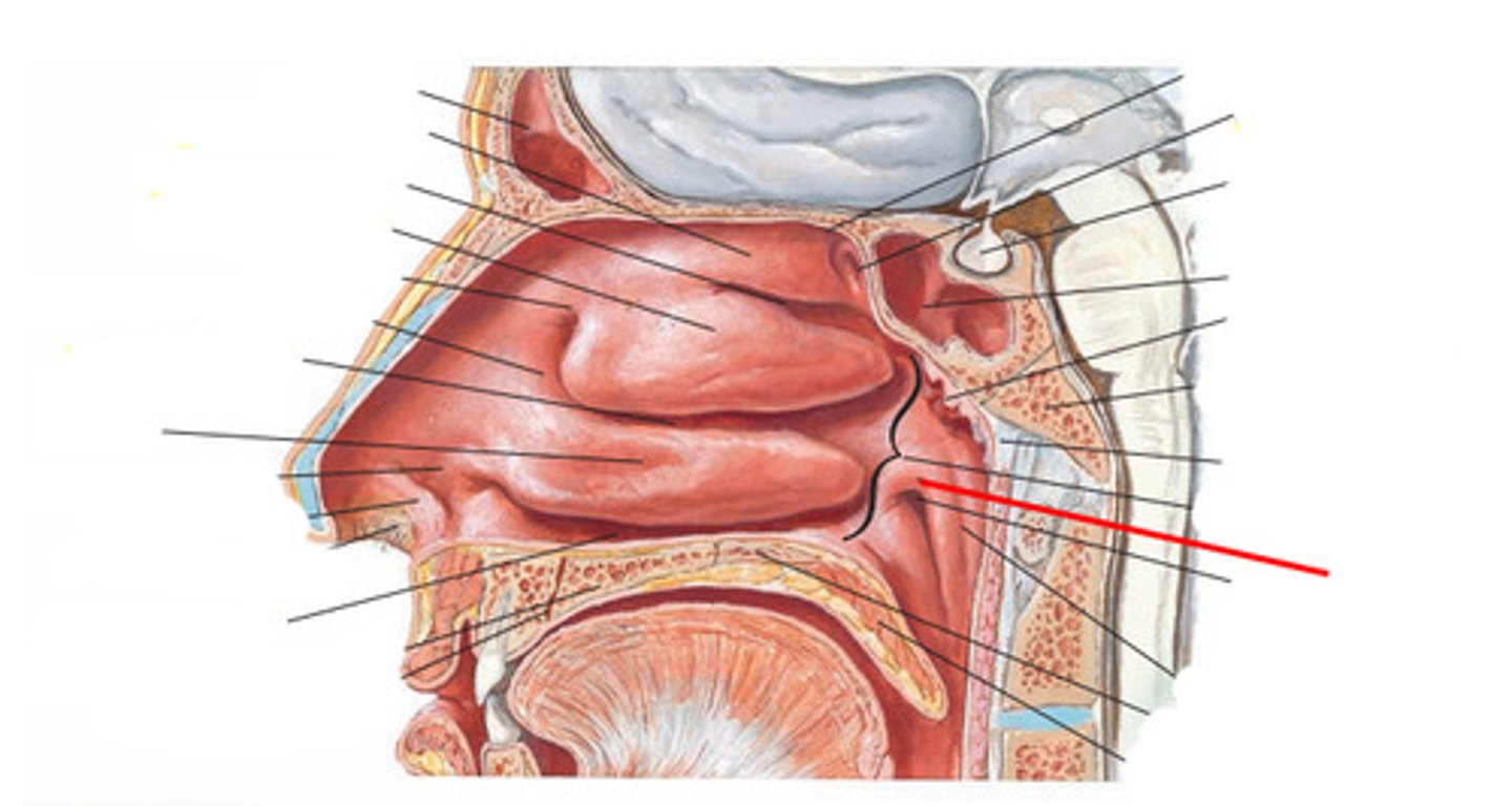 <p>elevation of cartilage caused by the auditory tube</p>