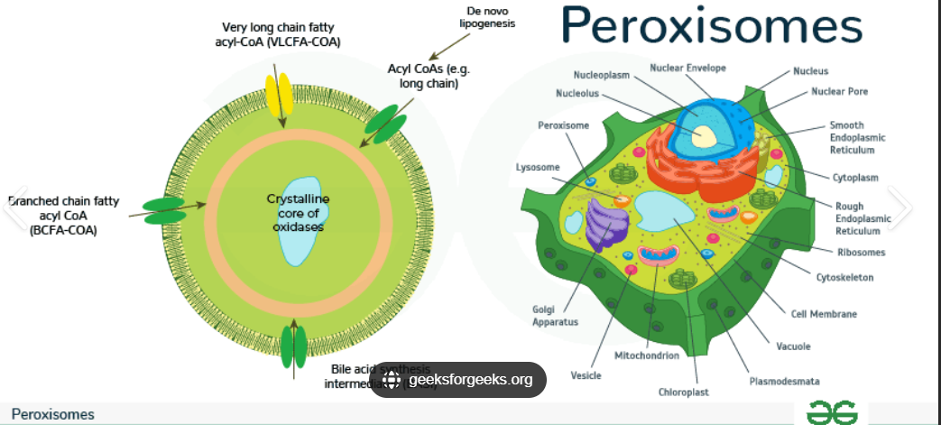 <p>Peroxisome</p>